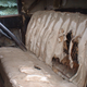 Image for article titled The Oral History Of An Amazing 1930 Ford Model A Off-Road Mail Truck